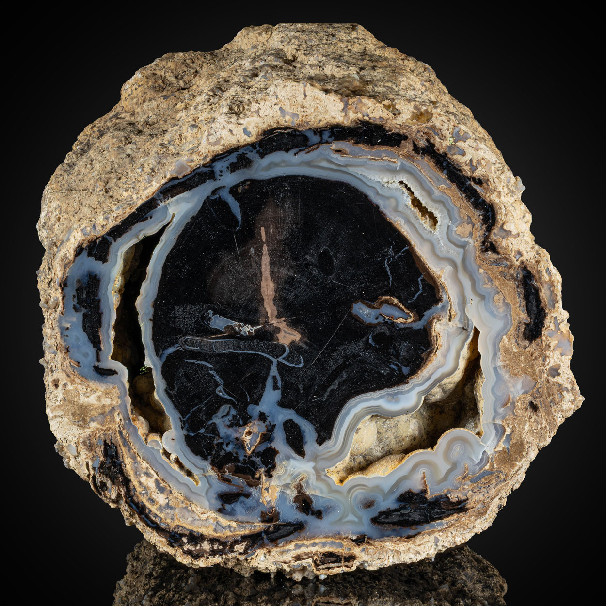 Petrified Wood