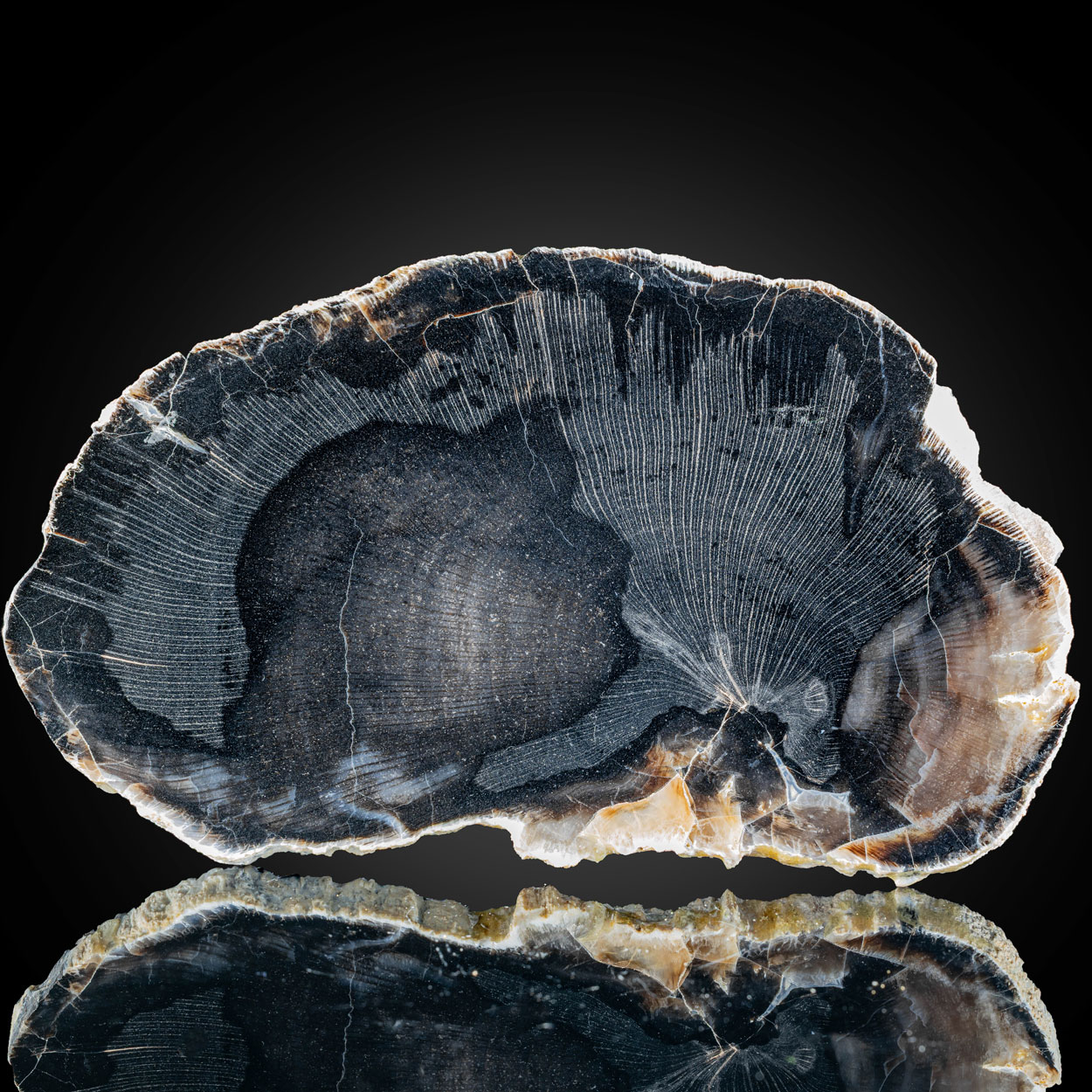 Petrified Wood