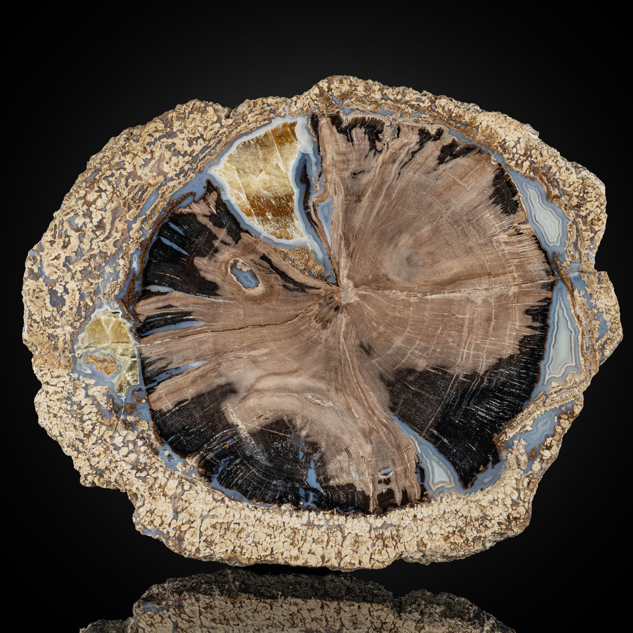 Petrified Wood