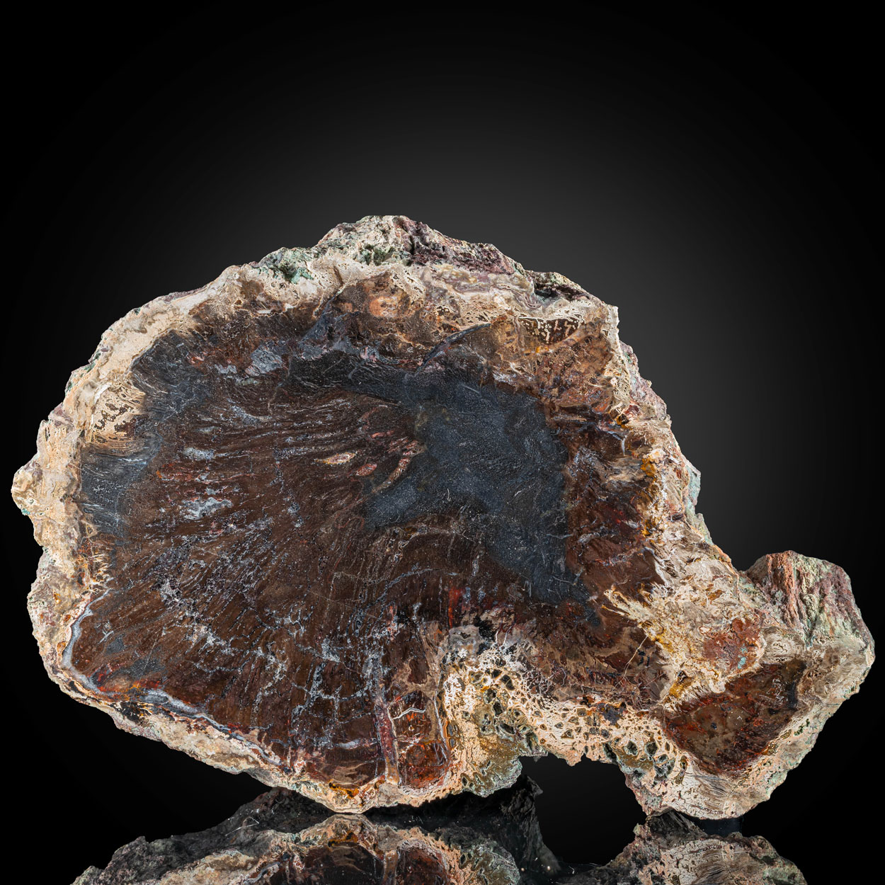 Petrified Wood