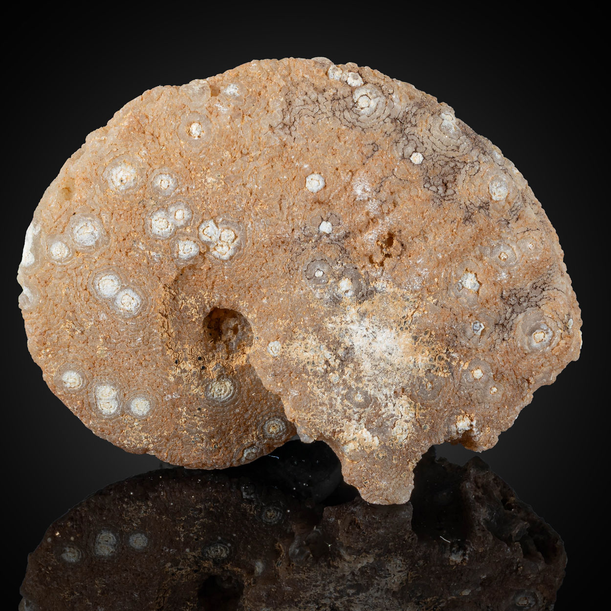 Chalcedony Psm Fossil