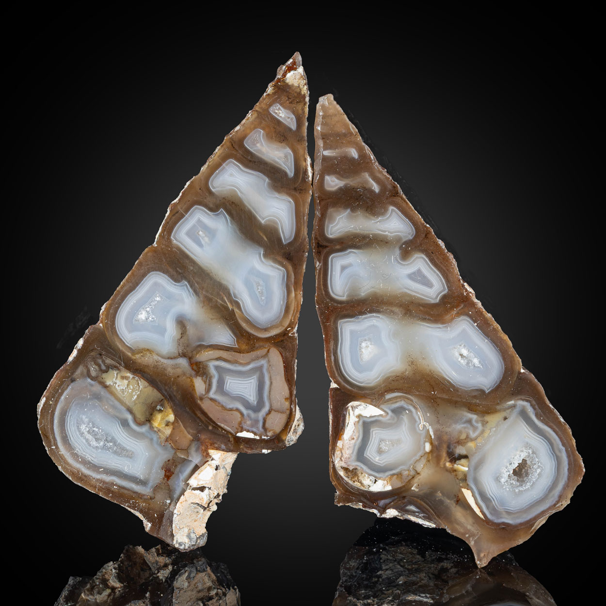 Agate & Fossil