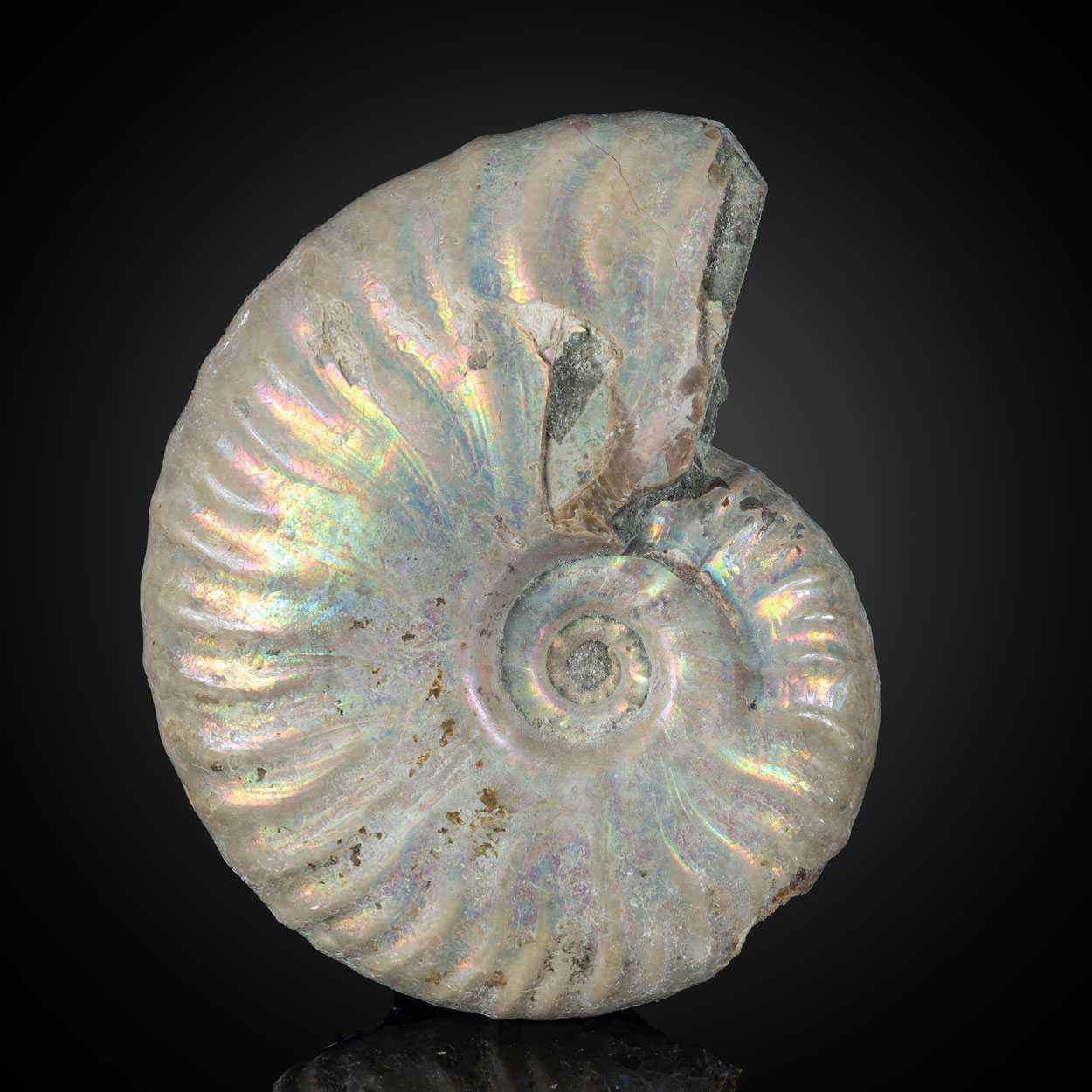 Fossil Ammonite