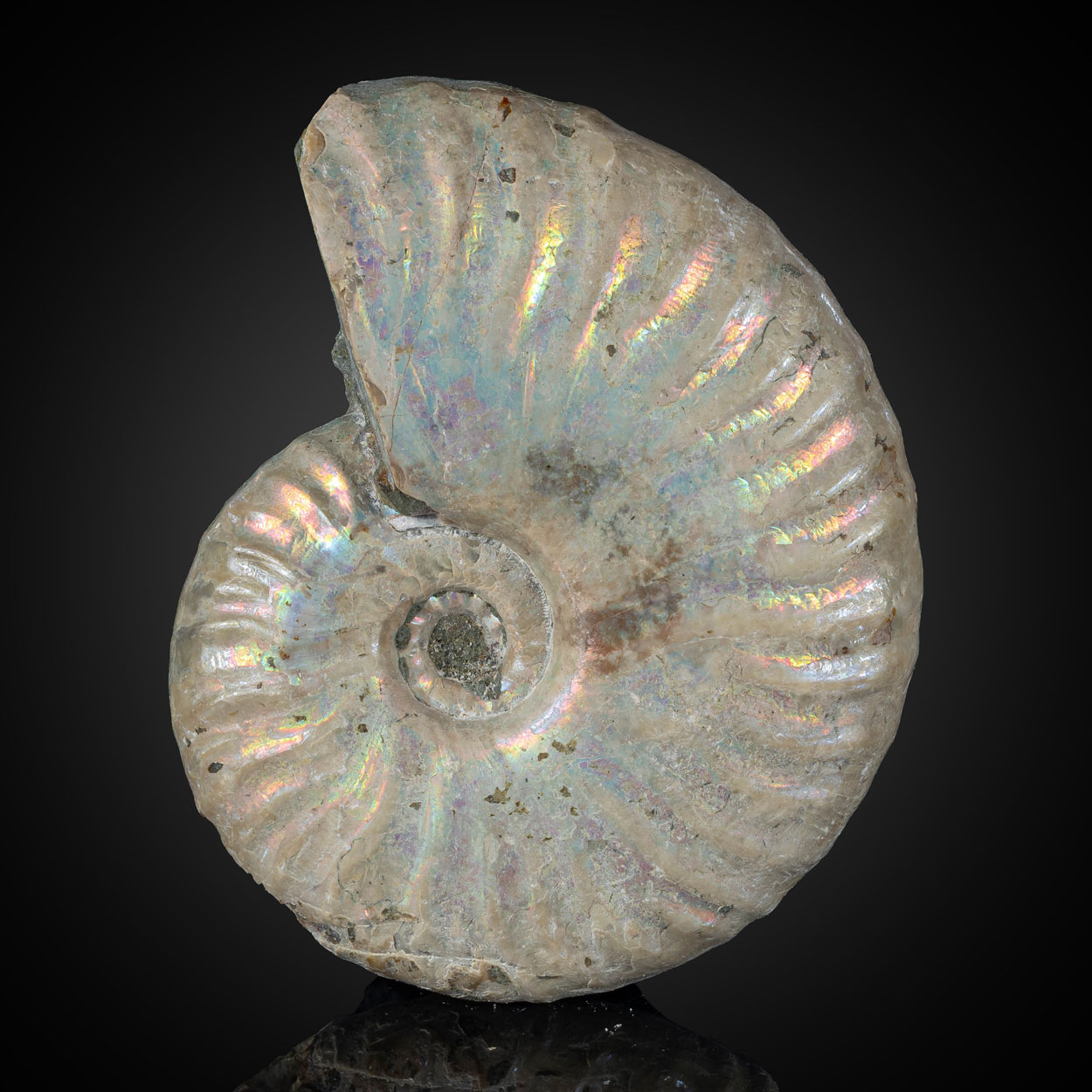 Fossil Ammonite