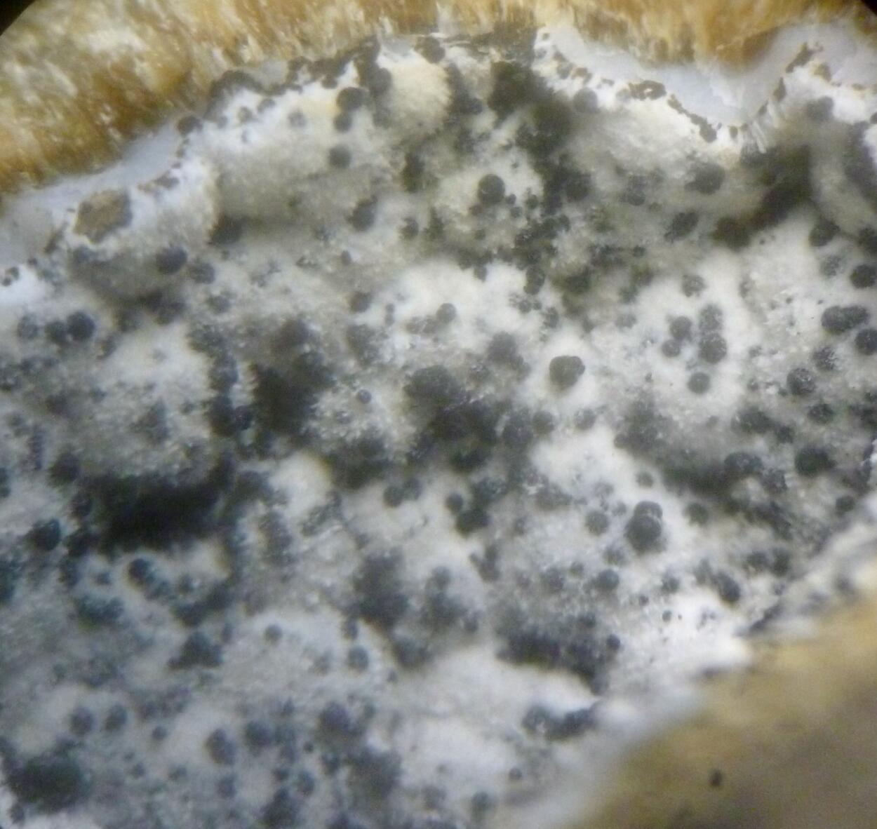 Mordenite & Erionite