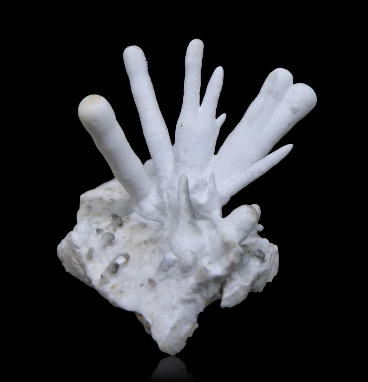 Aragonite Var Flos Ferri