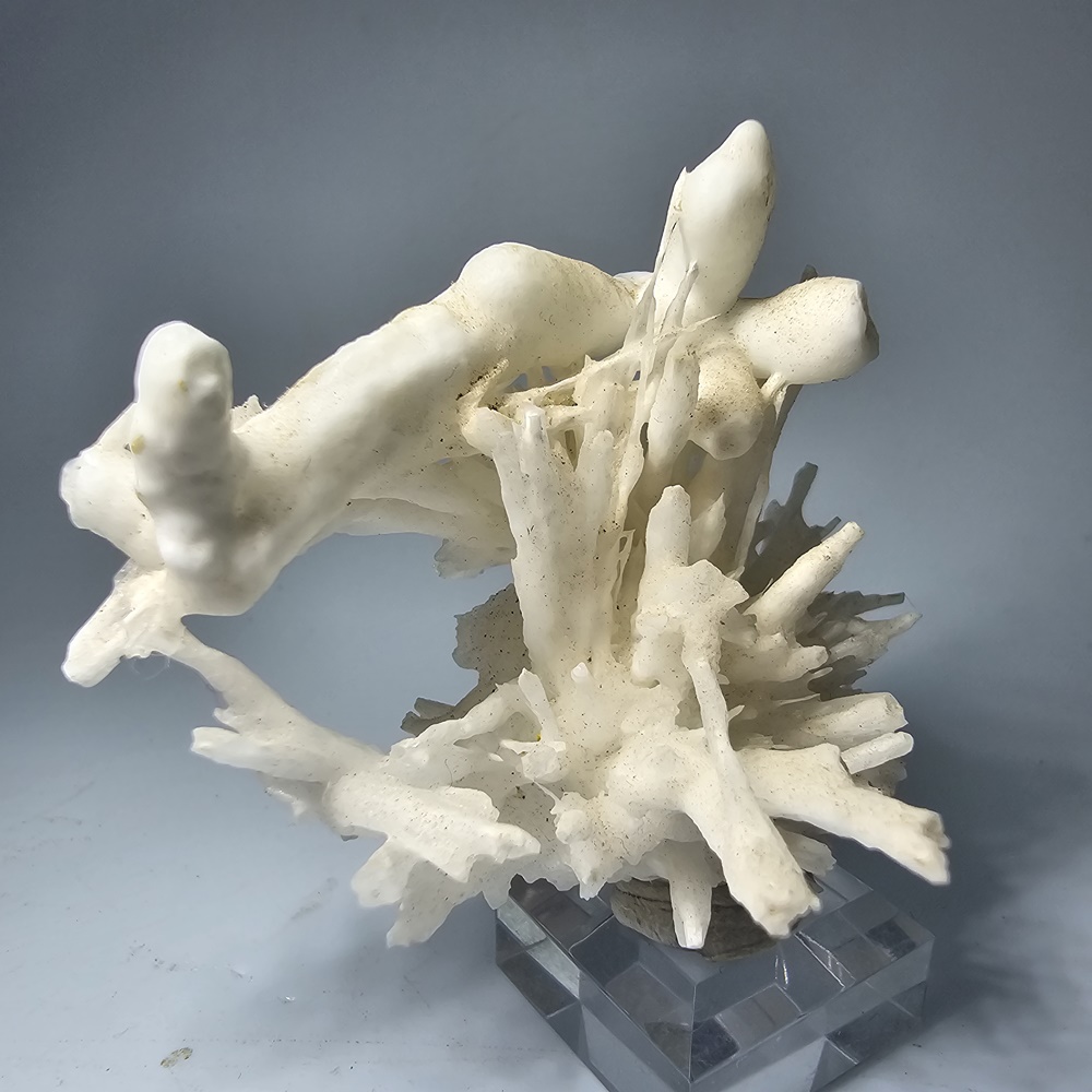 Aragonite Var Flos Ferri