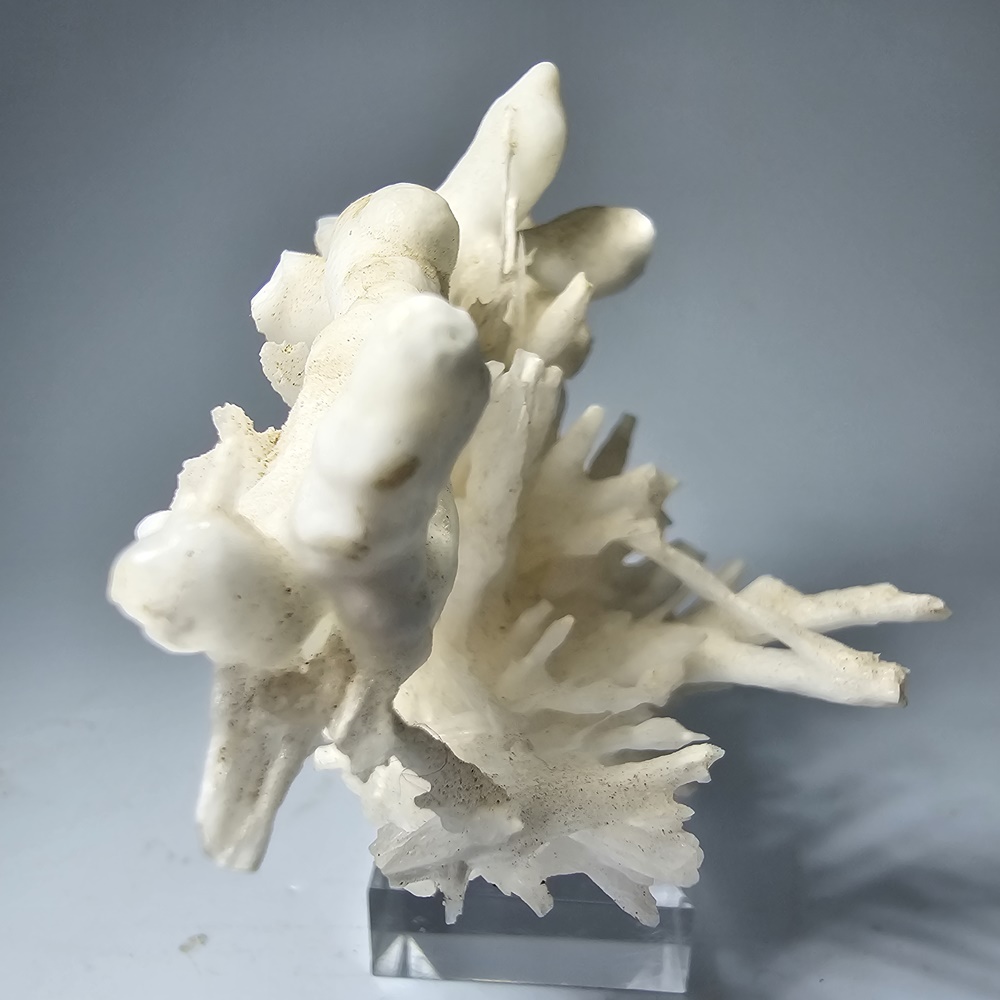 Aragonite Var Flos Ferri