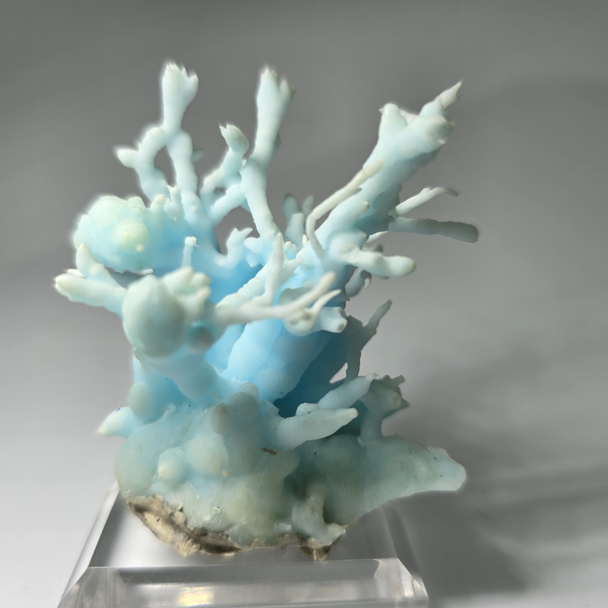 Flos Ferri Aragonite