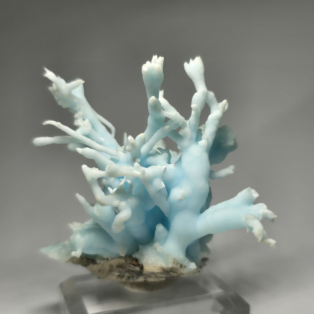 Flos Ferri Aragonite