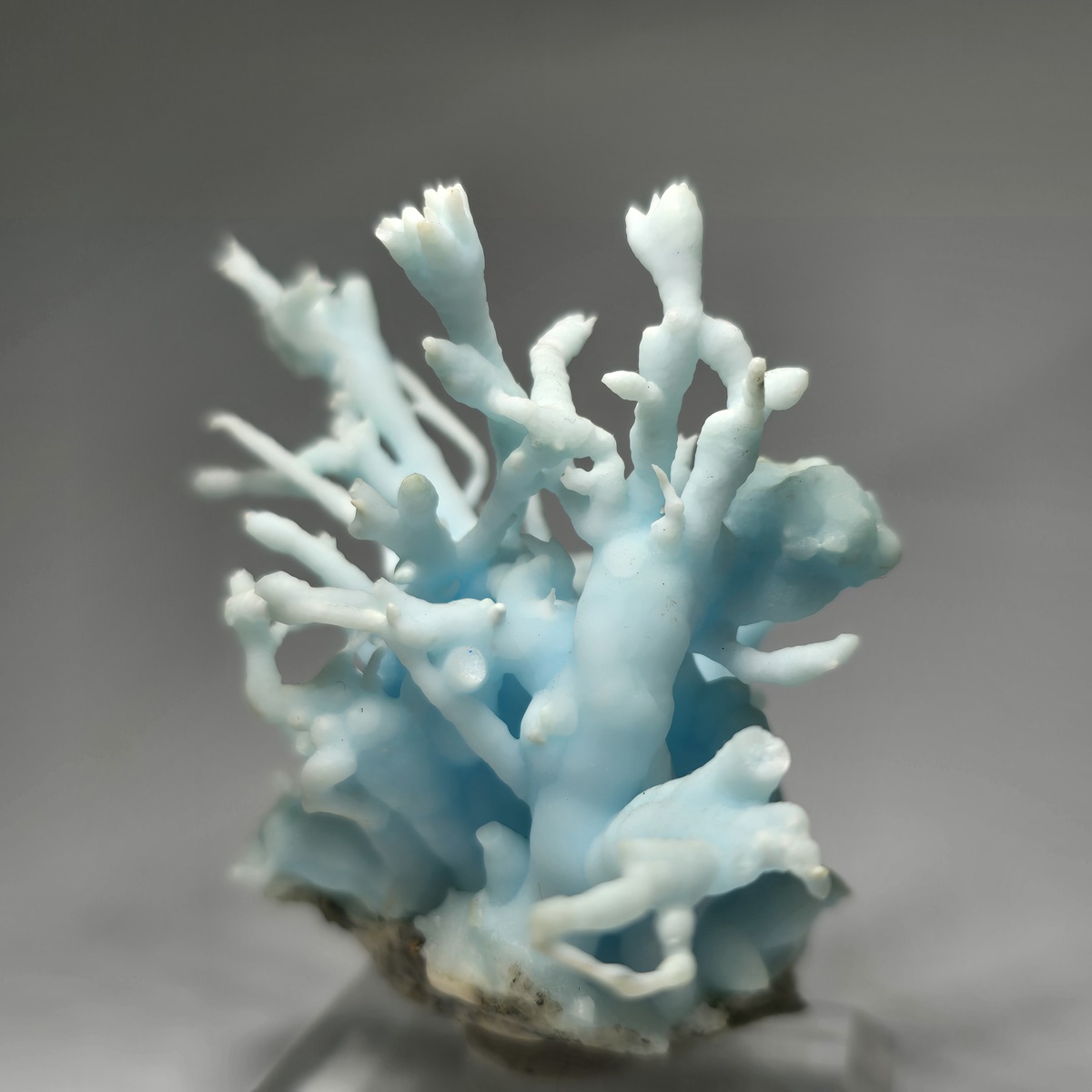 Flos Ferri Aragonite