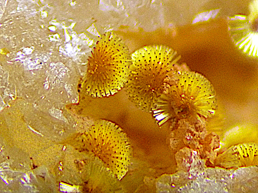 Cacoxenite