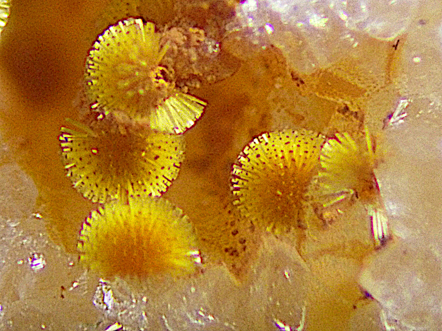 Cacoxenite