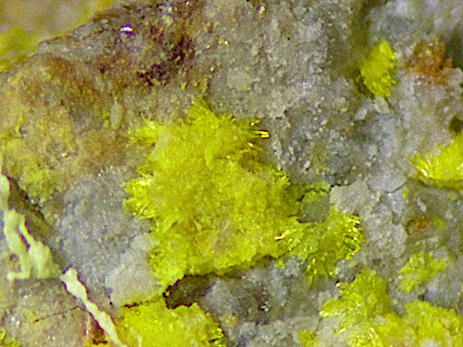 Haynesite