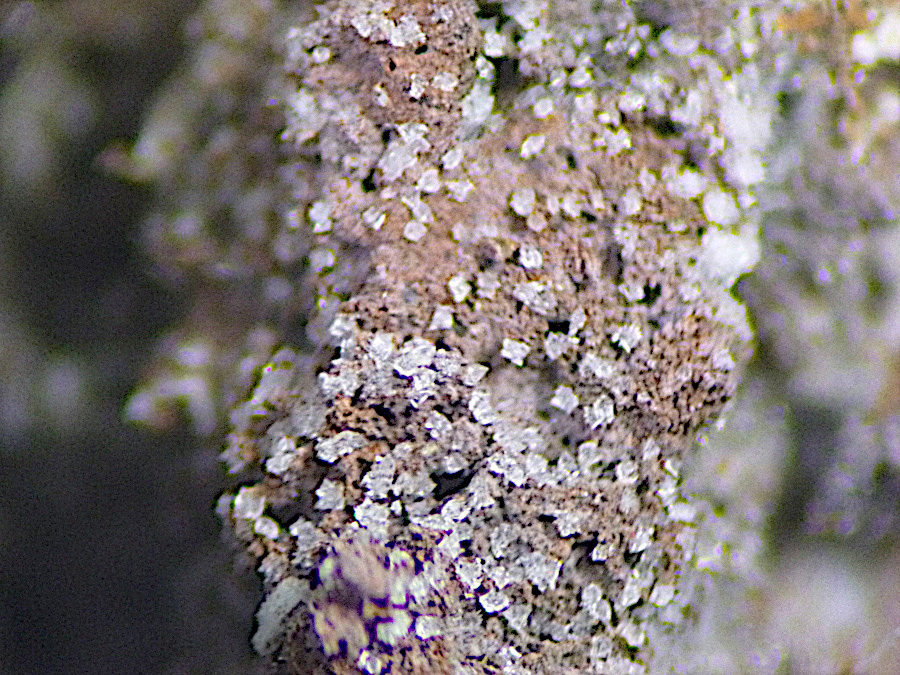 Fluornatrocoulsellite