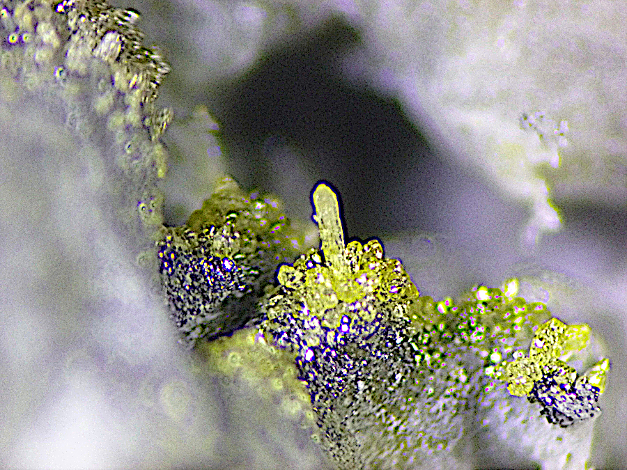 Hephaistosite & Cotunnite