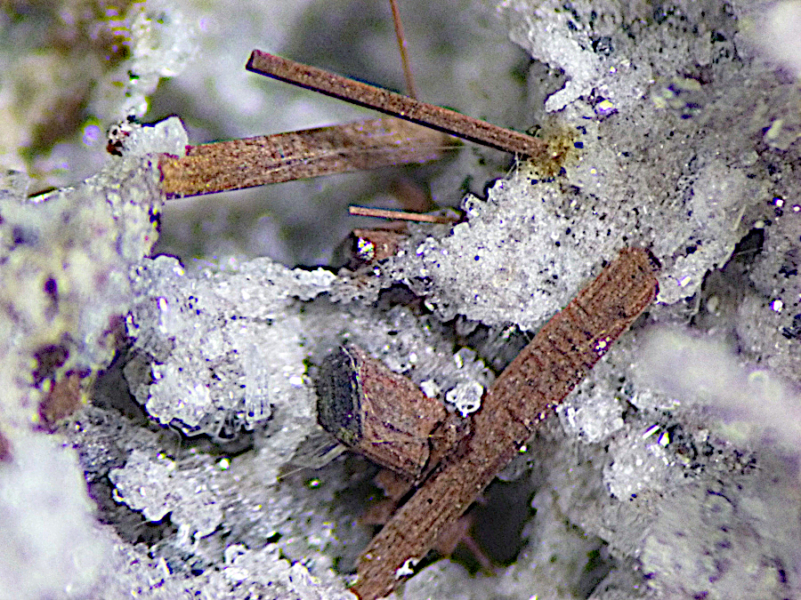 Magnesio-ferri-fluoro-hornblende