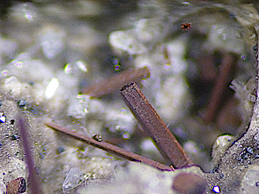 Magnesio-ferri-fluoro-hornblende