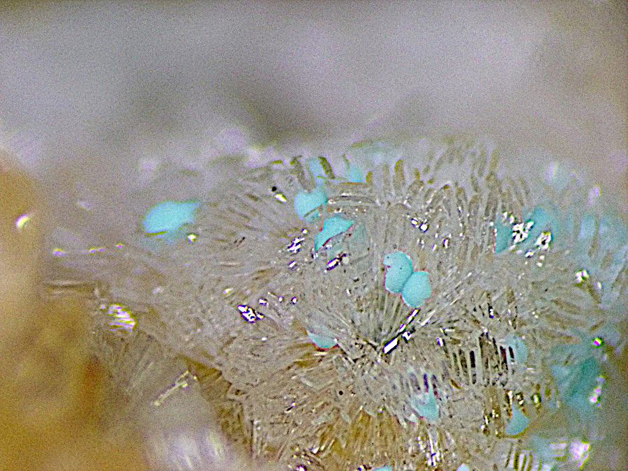 Rosasite & Hemimorphite