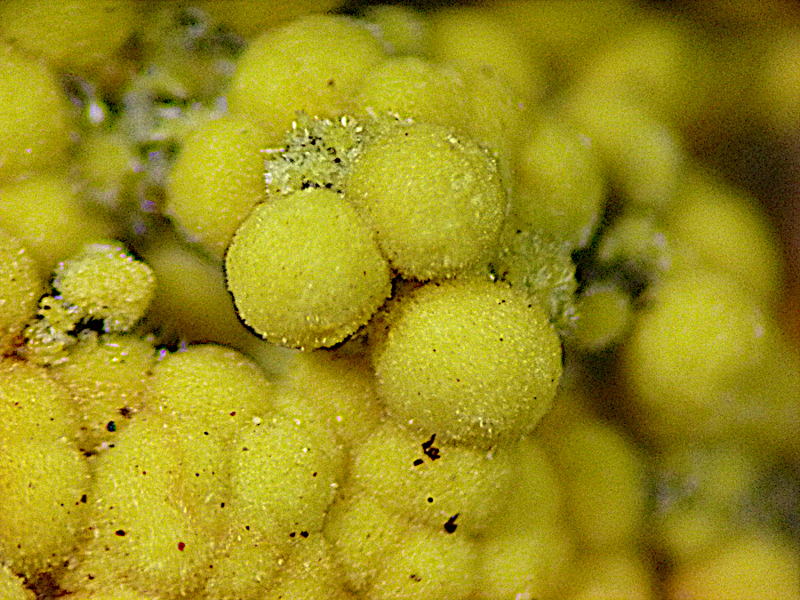 Meurigite-K & Strengite