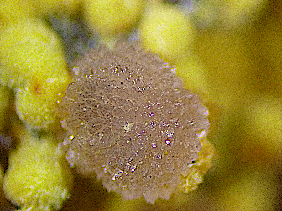 Meurigite-K & Strengite