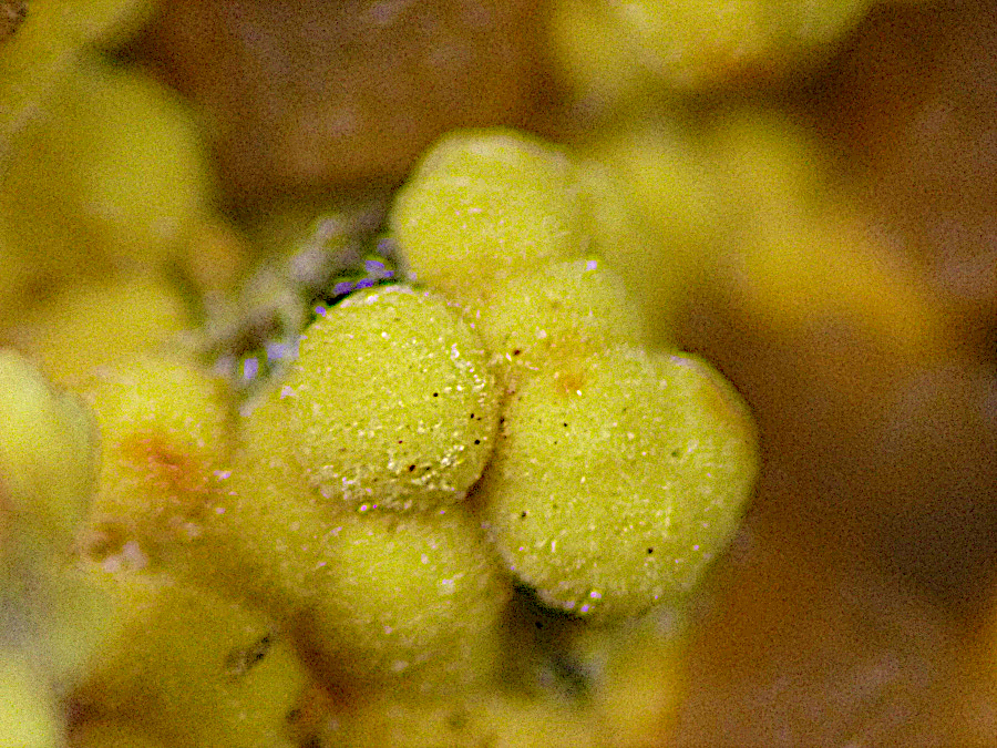 Meurigite-K & Strengite