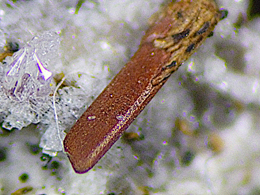 Magnesio-ferri-fluoro-hornblende