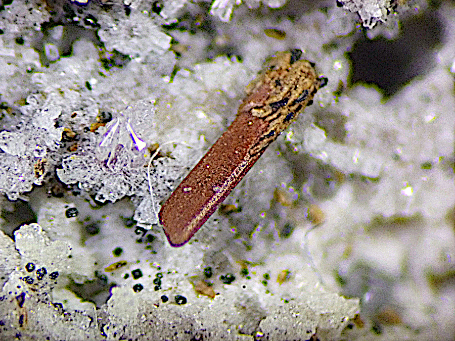 Magnesio-ferri-fluoro-hornblende