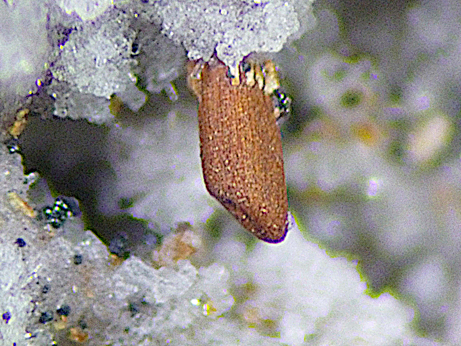 Magnesio-ferri-fluoro-hornblende