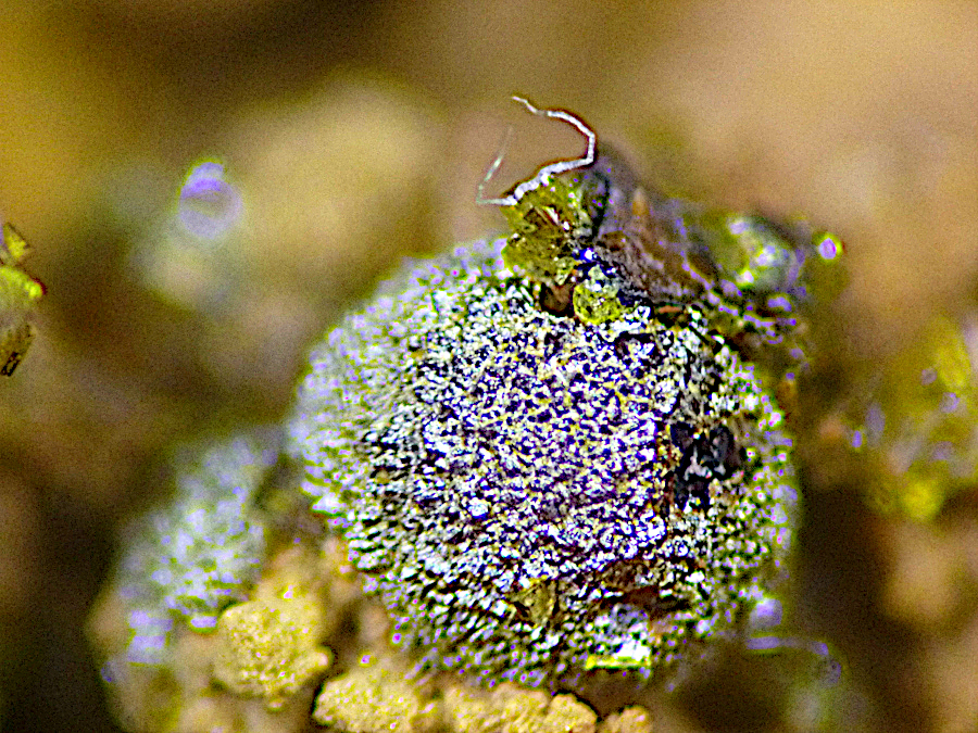 Pharmacosiderite & Scorodite