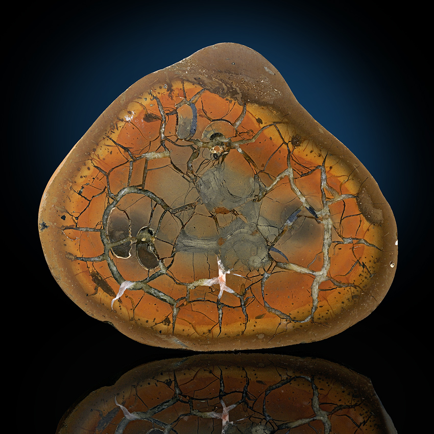 Septarian Nodule & Ammonite