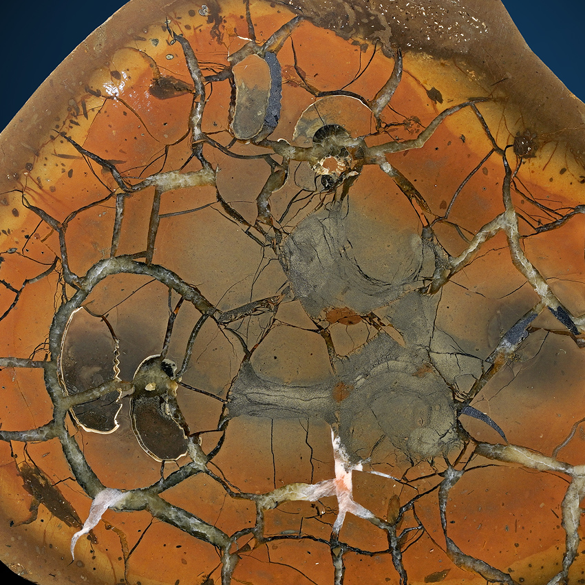 Septarian Nodule & Ammonite