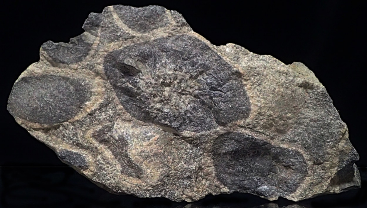 Orbicular Granite