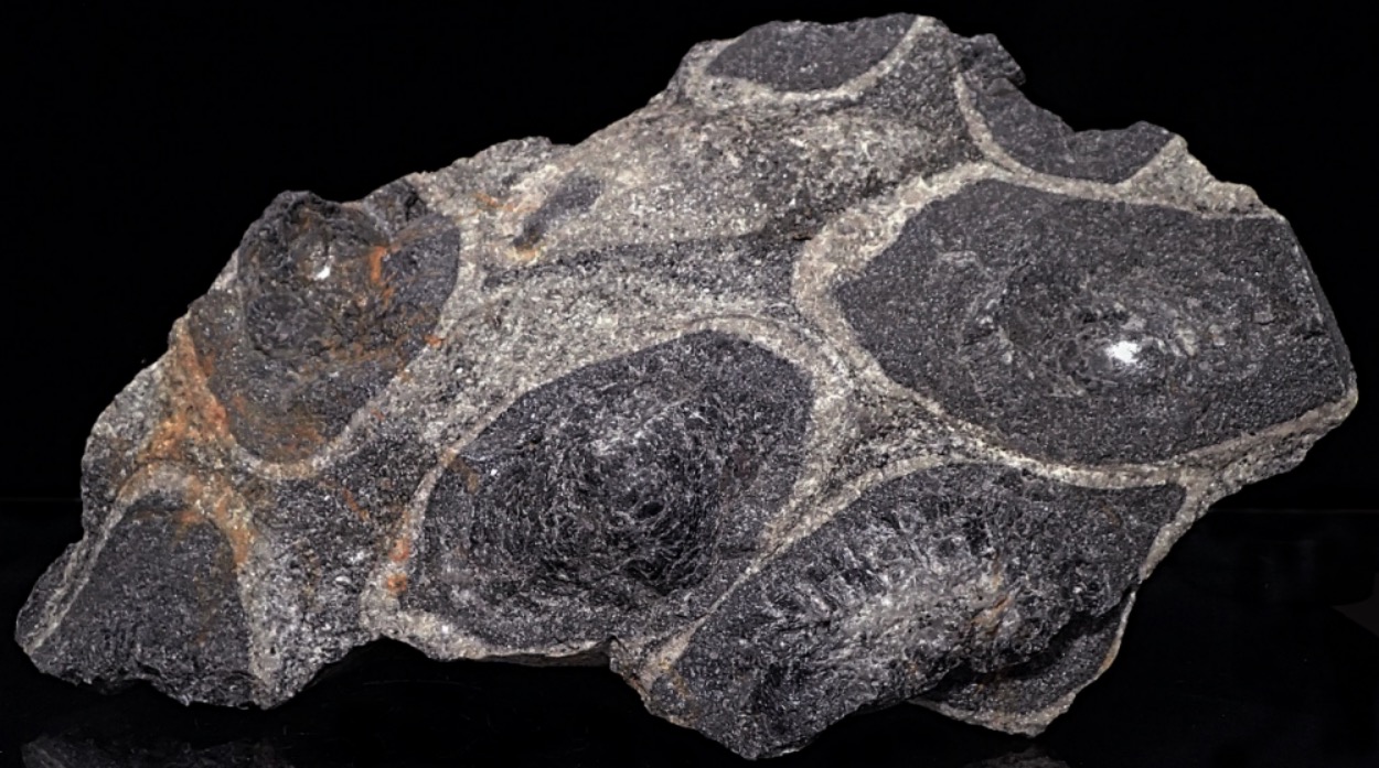 Orbicular Granite