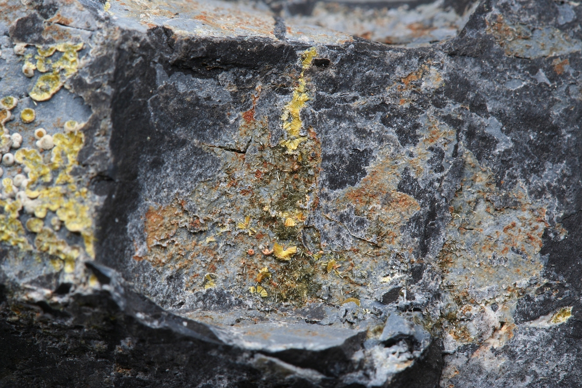 Whitmoreite
