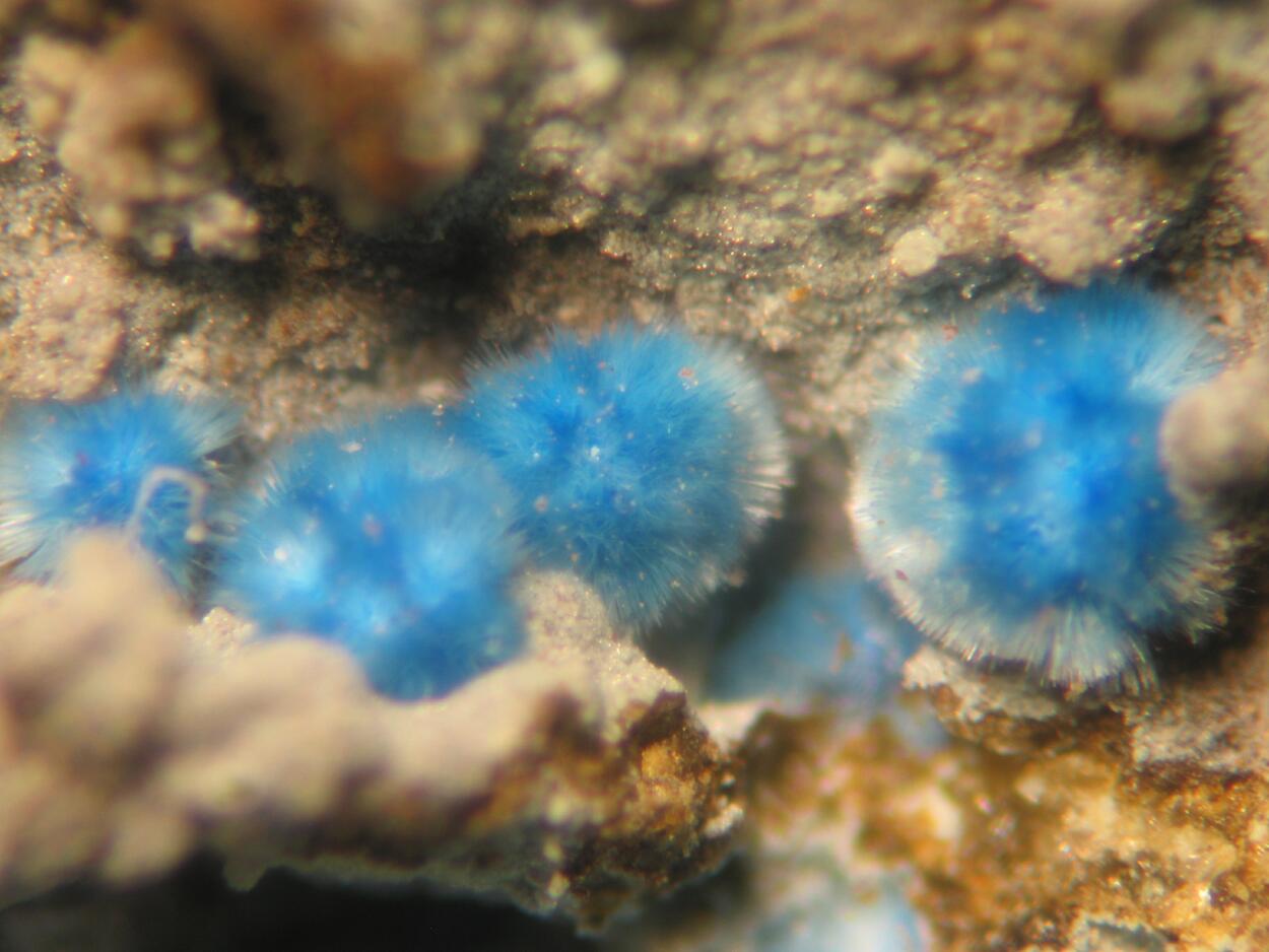 Cyanotrichite