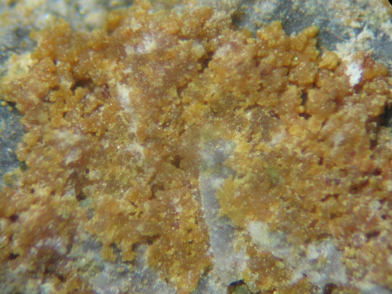 Jarosite