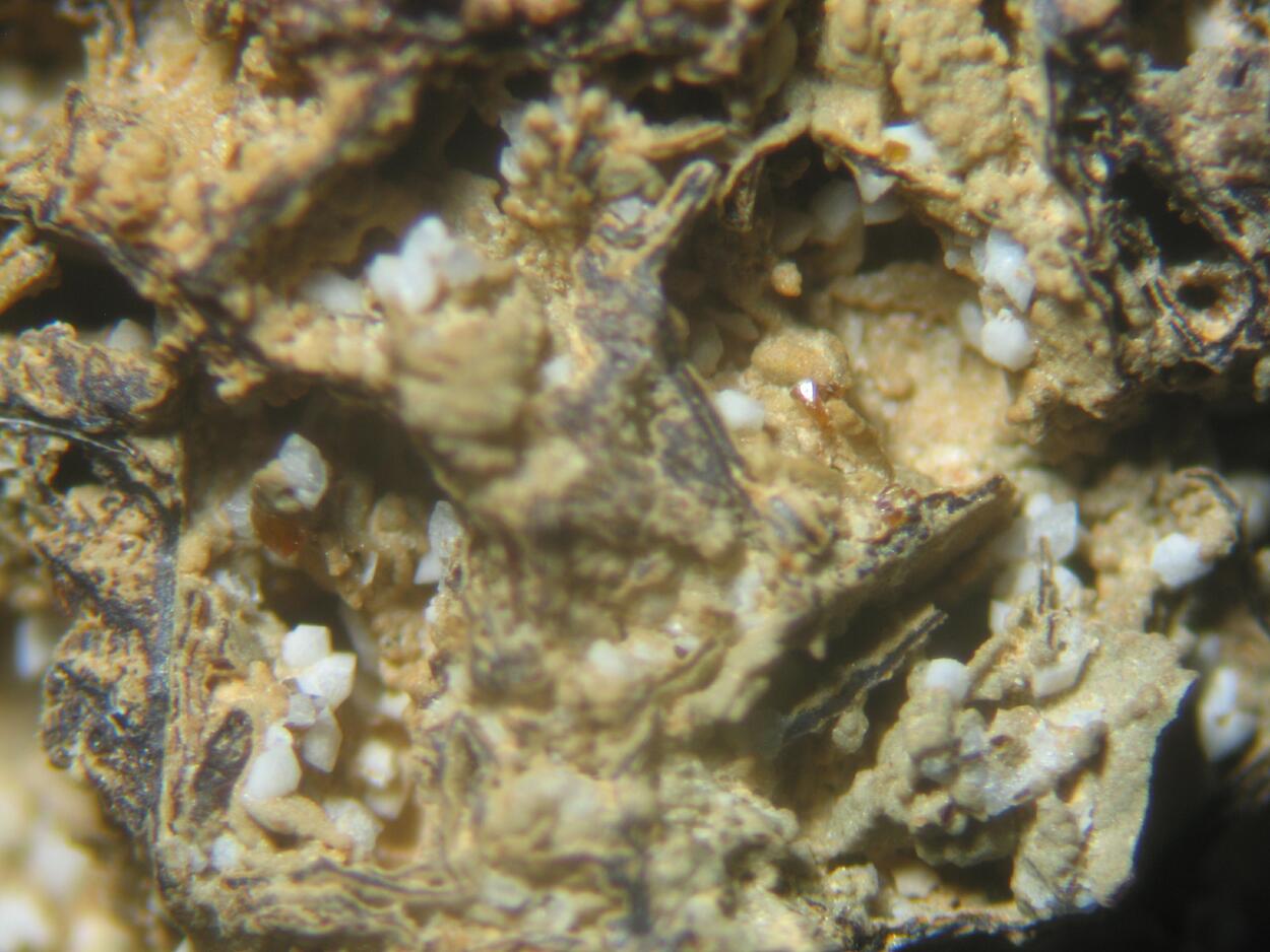 Scorodite Jarosite