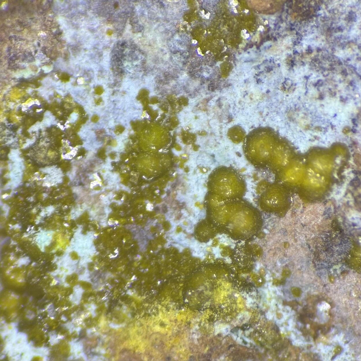 Becquerelite & Uranopilite