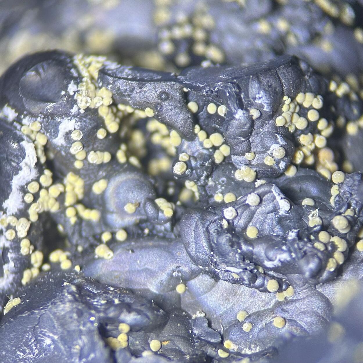 Cryptomelane Meurigite-K