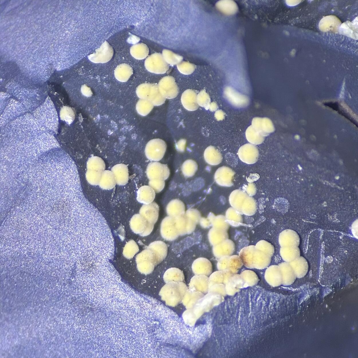 Cryptomelane Meurigite-K