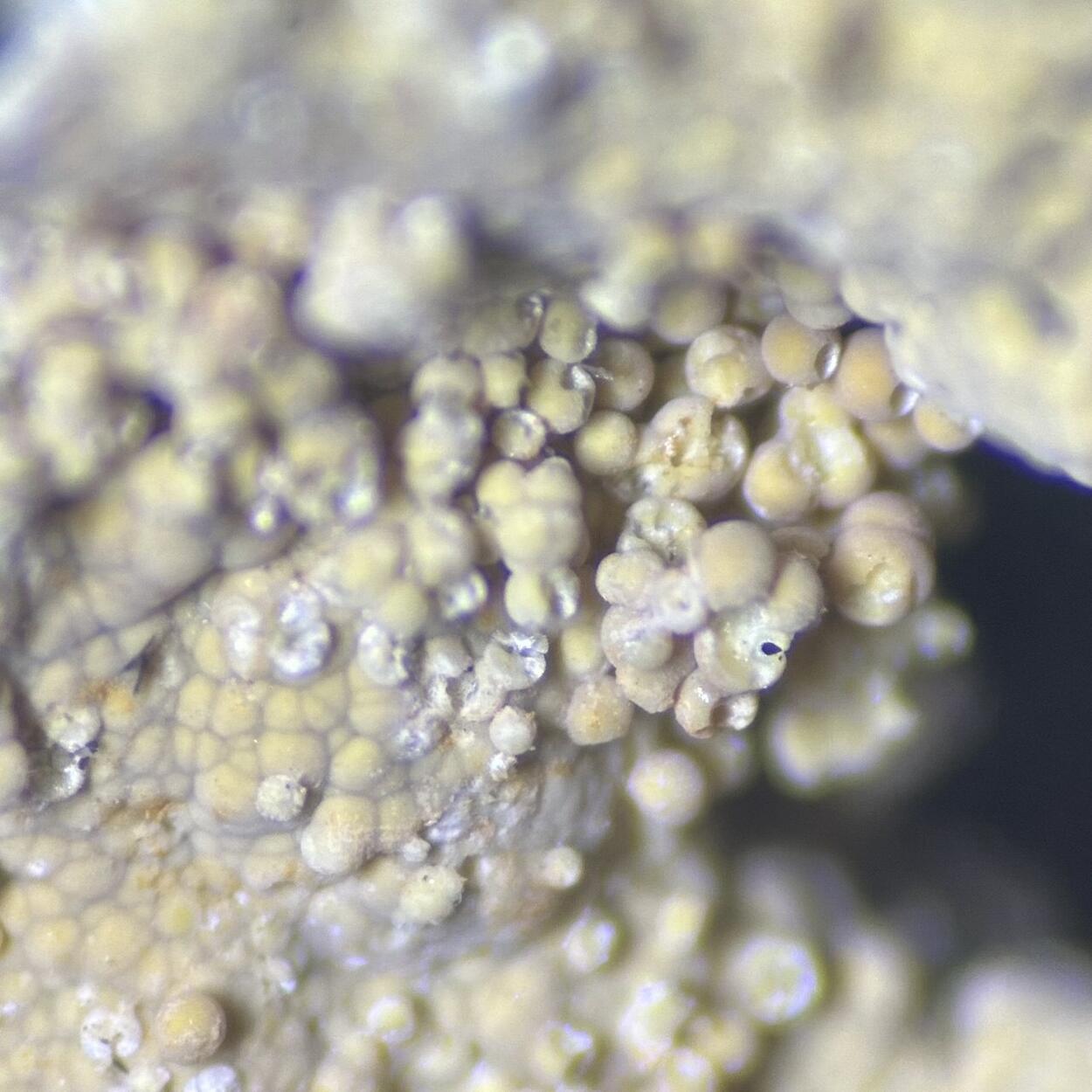 Cryptomelane Meurigite-K