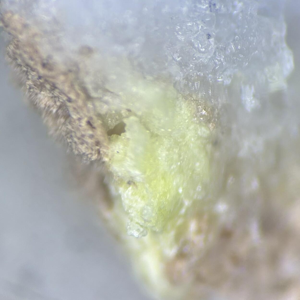 Carlosruizite Halite & Nitratine