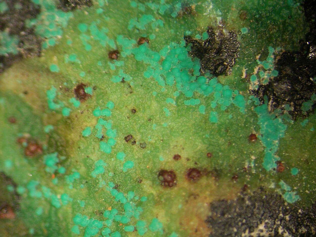 Zincolivenite & Azurite