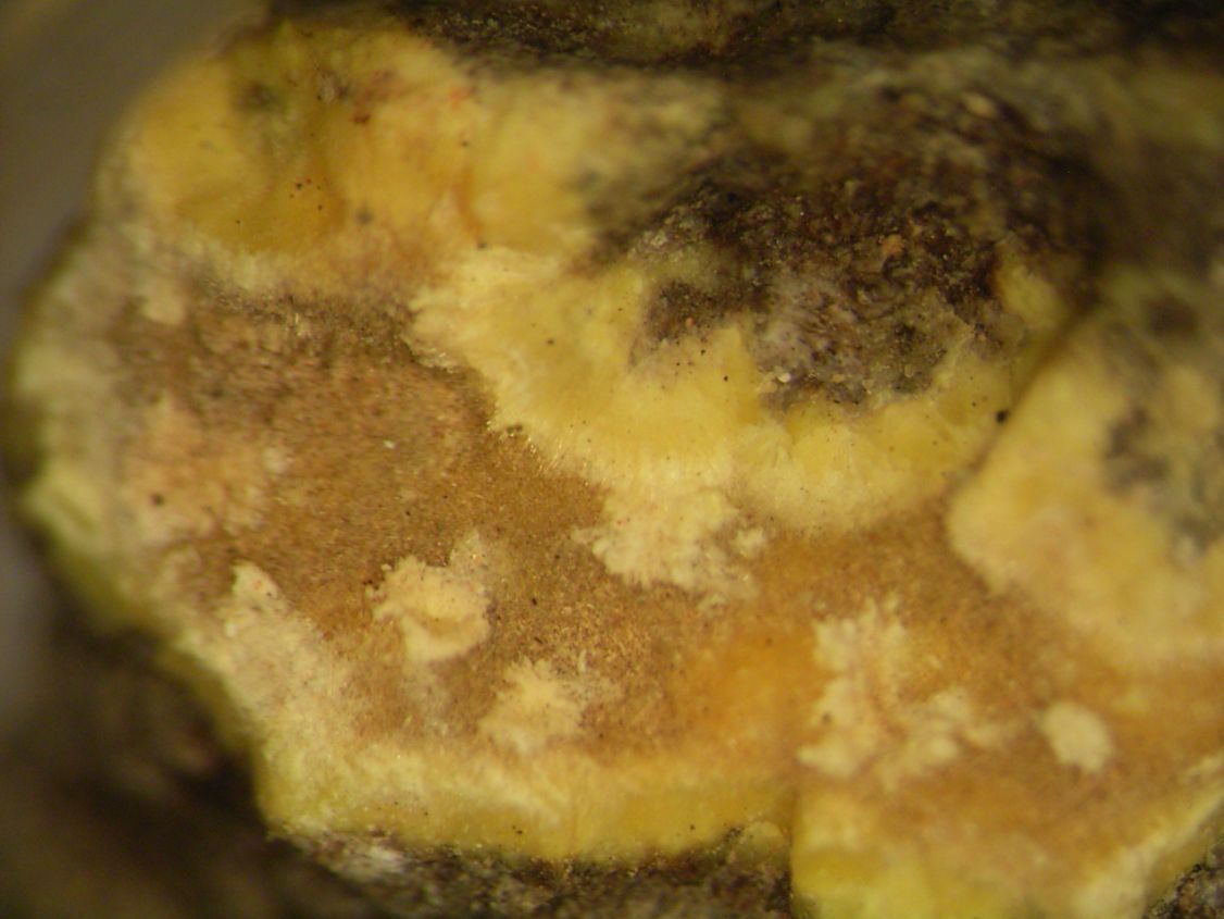 Uranophane & Uraninite