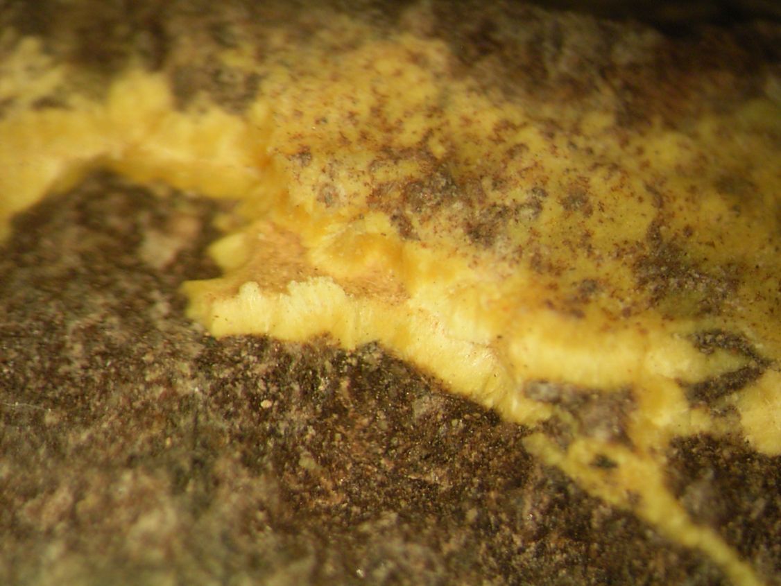 Uranophane & Uraninite