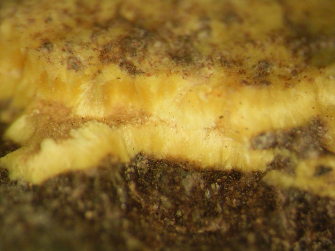 Uranophane & Uraninite