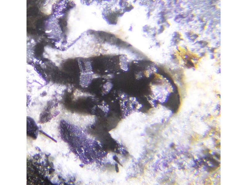 Tuhualite & Narsarsukite