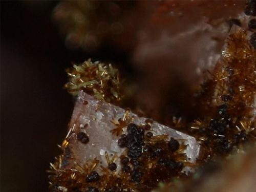 Cobaltlotharmeyerite Cobaltaustinite & Roselite