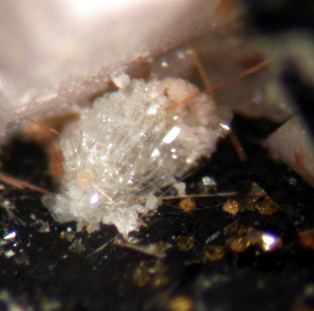 Steacyite Fluornatropyrochlore Zircon & Astrophyllite